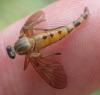 Rhagio tringarius